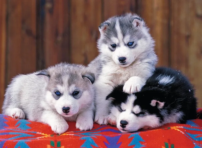 XXL Husky Puppy Puzzel - 200 Stukken van Ravensburger, editie Meerkleurig – doos