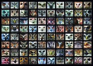 Puzzle Collage - Hiboux - 1000 pièces de Roovi – boîte 1 sur 2