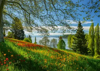 Puzzle Champ de Tulipes - Ile de Mainau - 1000 pièces van Schmidt Spiele – doos 1 van 2