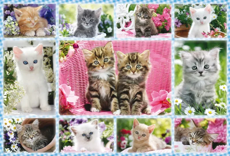 Puzzle Chatons - 100 à 149 pièces van Schmidt Spiele – doos