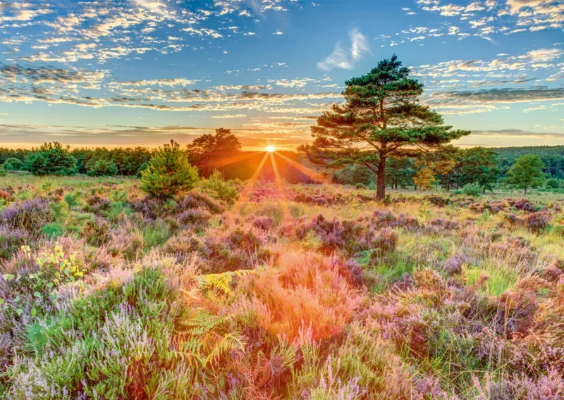 Puzzle Crépuscule sur la Lande - 1000 pièces de Schmidt Spiele – boîte 1 sur 2