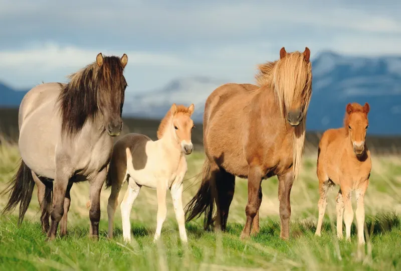 Puzzle Famille de Chevaux - 200 à 499 pièces de Schmidt Spiele – boîte 1 sur 2