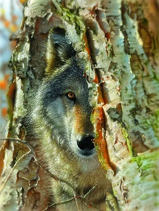 Puzzle Pièces XXL - Rencontre avec un Loup - 500 à 999 pièces de SunsOut – boîte 1 sur 2
